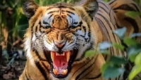 মলত্যাগ করতে গিয়ে বাঘের মুখে প্রাণ গেল পরীক্ষার্থীর 